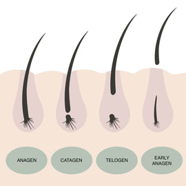 Experience the Perfect Lash Cycle – From Natural Growth to Stunning Elegance!